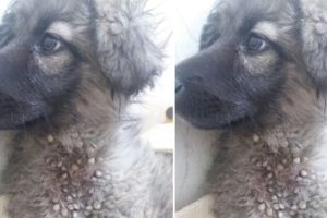 Rescue Homeless Puppy Was Attacked By Hundreds Of Giant Ticks