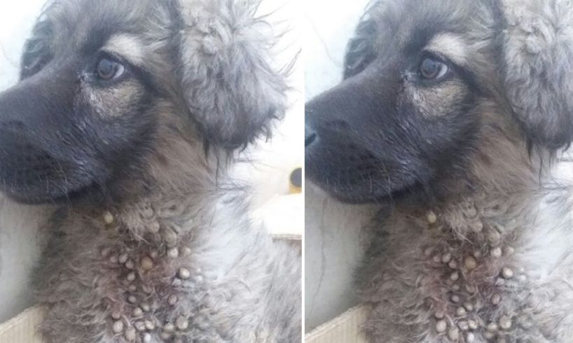 Rescue Homeless Puppy Was Attacked By Hundreds Of Giant Ticks