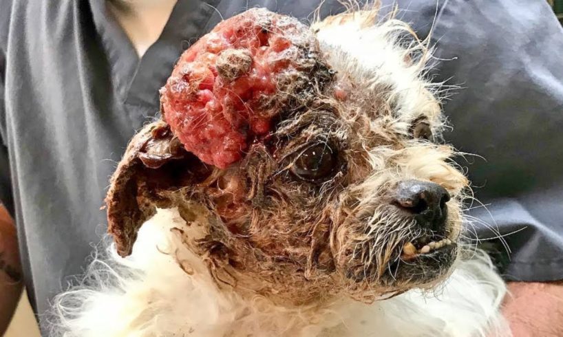 Rescue Little Dog Has Been Abused and Neglected Beyond Believe | Finally He Has A New Life