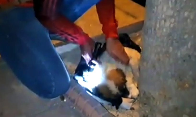 Rescue Little Puppy Crying Alone under the Tree - Rescue Dog by Destiny