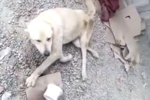 Rescue Paralyzed Dog Was Thrown In A Deserted House
