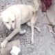 Rescue Paralyzed Dog Was Thrown In A Deserted House
