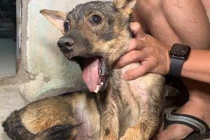 Rescue Pitiful Puppy Was Broken Lower Jaw & Amazing Recovery