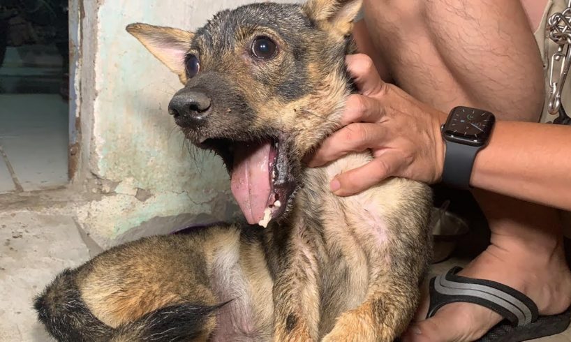 Rescue Pitiful Puppy Was Broken Lower Jaw & Amazing Recovery