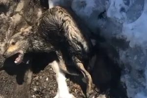 Rescue Poisoned Dog Was Screaming, Extreme Pain In The Ice