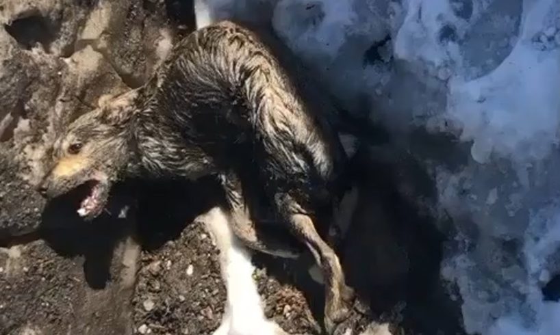 Rescue Poisoned Dog Was Screaming, Extreme Pain In The Ice