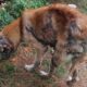 Rescue Poor Abandoned Dog Covered In Mange