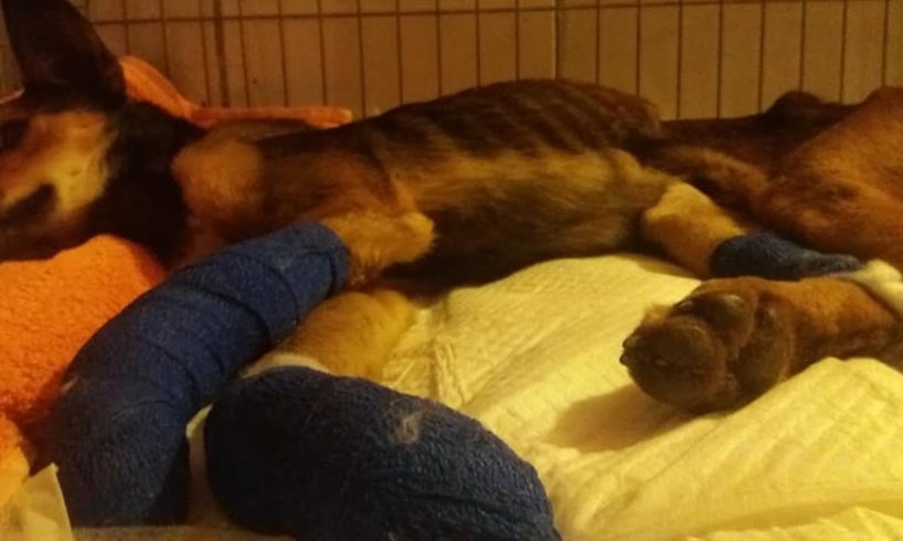 Rescue Poor Abandoned Dog Cut Off Both Legs Crying in Pains for Death
