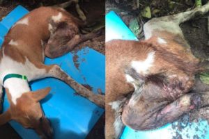 Rescue Poor Abandoned Dog Hit By Car Rotten Legs Lying Waiting for Death