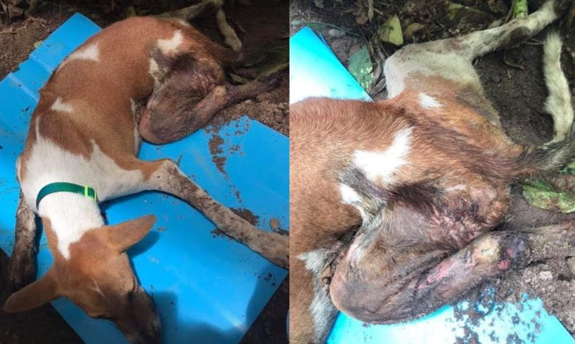Rescue Poor Abandoned Dog Hit By Car Rotten Legs Lying Waiting for Death