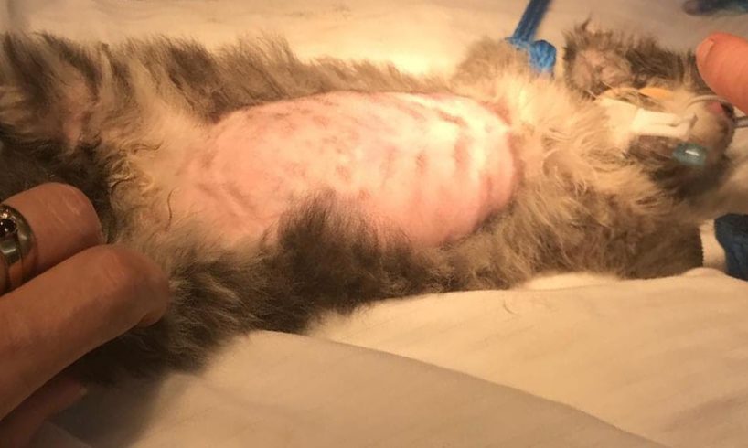Rescue Poor Cat Was Accidentally Stepped on by the owner True Miracle