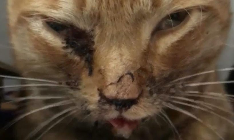 Rescue Poor Cat with severe head trauma and a broken jaw unable to move or eat