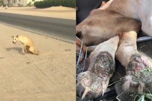 Rescue Poor Desert Dog Was shot in SPINE Left to die to Enjoy Snow at His Forever Home