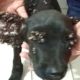 Rescue Poor Dog Cover Hundreds of Ticks For A Sad Story with a Happy Ending