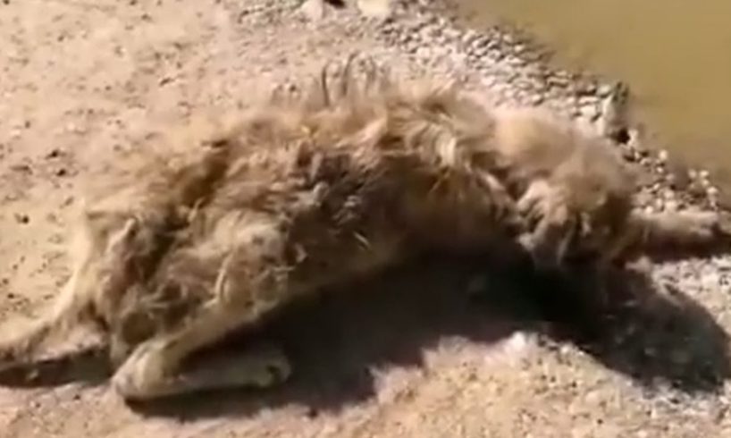Rescue Poor Dog Is Lying Unconscious Under The Hot Sun