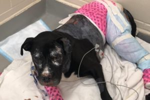 Rescue Poor Dog Suffered traumatic BURNS in an accident over 50% body | Amazing Transformation