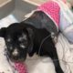 Rescue Poor Dog Suffered traumatic BURNS in an accident over 50% body | Amazing Transformation