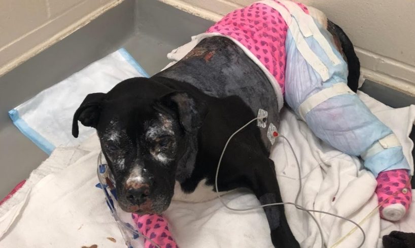 Rescue Poor Dog Suffered traumatic BURNS in an accident over 50% body | Amazing Transformation