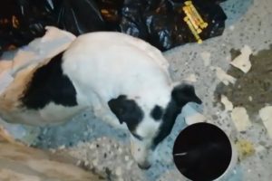 Rescue Poor Dog Was Broken Two Vertebrae In Desolate Place