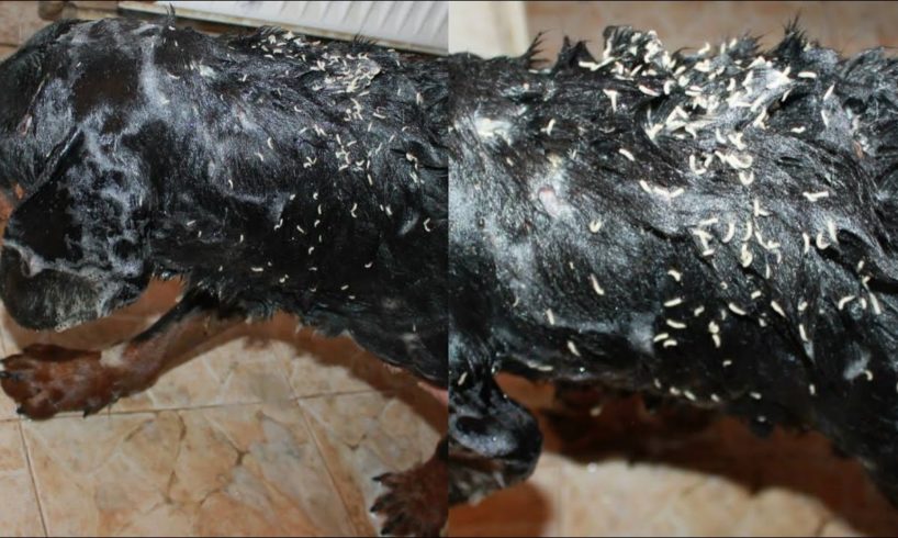 Rescue Poor Dog Was Covered in Puncture Wounds Which were Full Of Maggots and Amazing Transformation