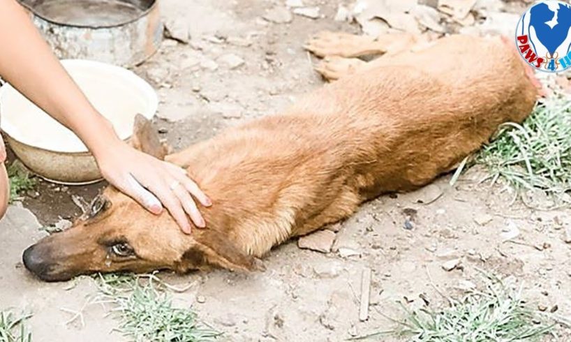 Rescue Poor Dog Was Found Unable To Move&Crying Out In Pain | Happiness Shorts