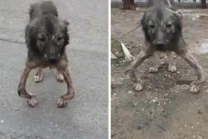 Rescue Poor Dog Was Handicapped & Abandoned And Amazing Transformation