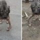 Rescue Poor Dog Was Handicapped & Abandoned And Amazing Transformation