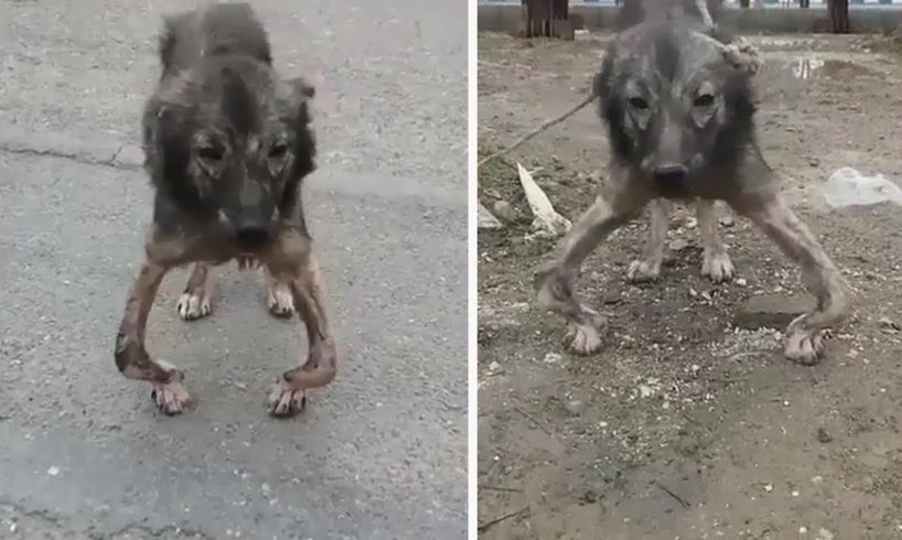 Rescue Poor Dog Was Handicapped & Abandoned And Amazing Transformation