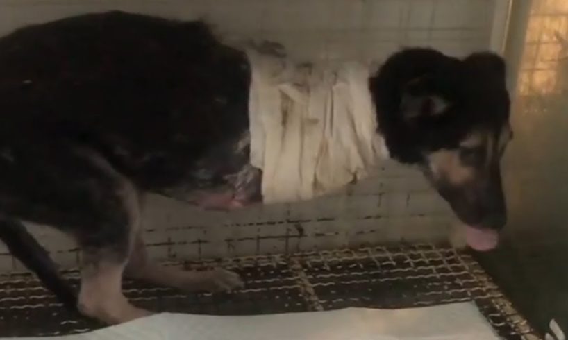 Rescue Poor Dog Was Hit By A Car On The Roadside Make Cut Two Hands
