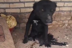 Rescue Poor Dog Was Paralyzed & Wandering The Streets For Days