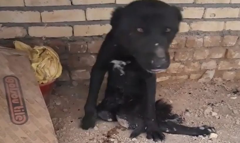 Rescue Poor Dog Was Paralyzed & Wandering The Streets For Days