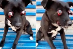 Rescue Poor Dog Was Pierced Two Eyes Make Blindness & Amazing Transformation