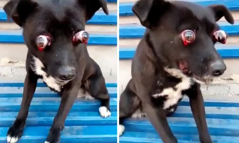 Rescue Poor Dog Was Pierced Two Eyes Make Blindness & Amazing Transformation