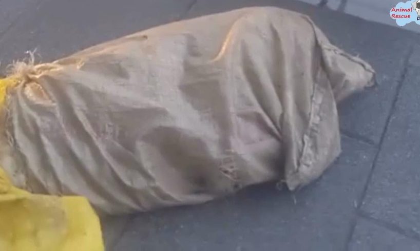 Rescue Poor Dog Was Tied Up In a Bag and Left On The Road like Garbage