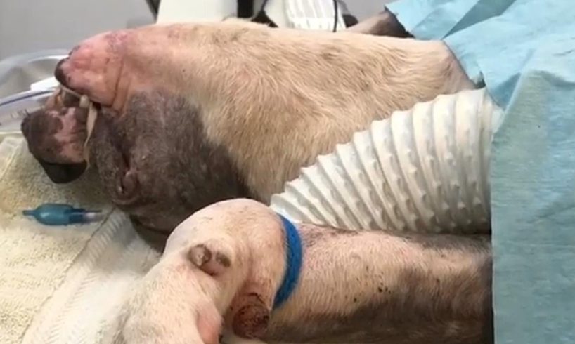 Rescue Poor Dog Was Tied to the Shelter Gates Bleeding to Death, finally feeling the love