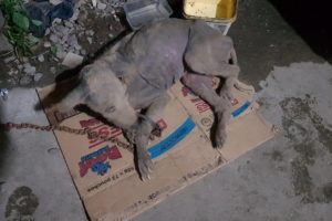 Rescue Poor Dog Who Distemper Survivor with severe sarcoptic Mange | Amazing Transformation