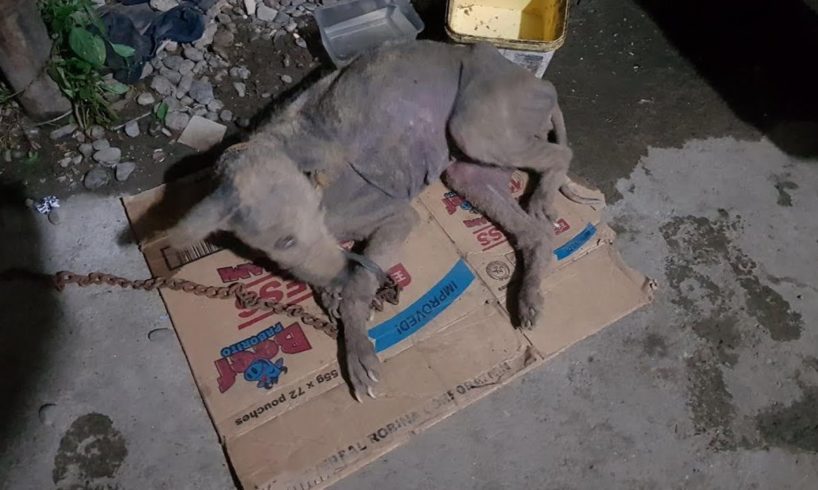 Rescue Poor Dog Who Distemper Survivor with severe sarcoptic Mange | Amazing Transformation