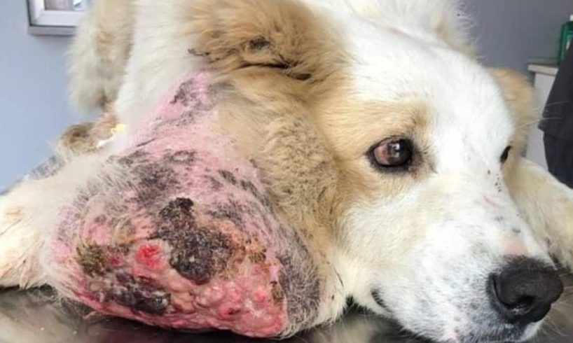 Rescue Poor Dog With 9 Pounds Cancer Mass Who Walked on the Streets for 2 months and nobody saw it.