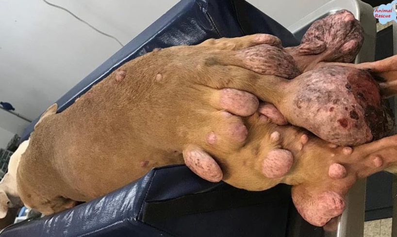Rescue Poor Dog With Giant Tumor on Her Tail and all over her Body, Hope a second Chance at Life