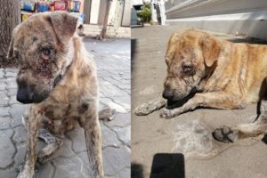 Rescue Poor Dog was Abandoned at the Temple with EYE Cancer