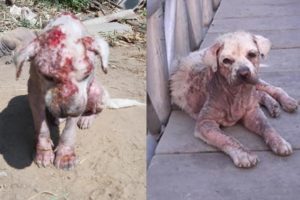 Rescue Poor Homeless Dog Suffered Extreme Pains with Severe Mange, Wounds and Terrible Smell