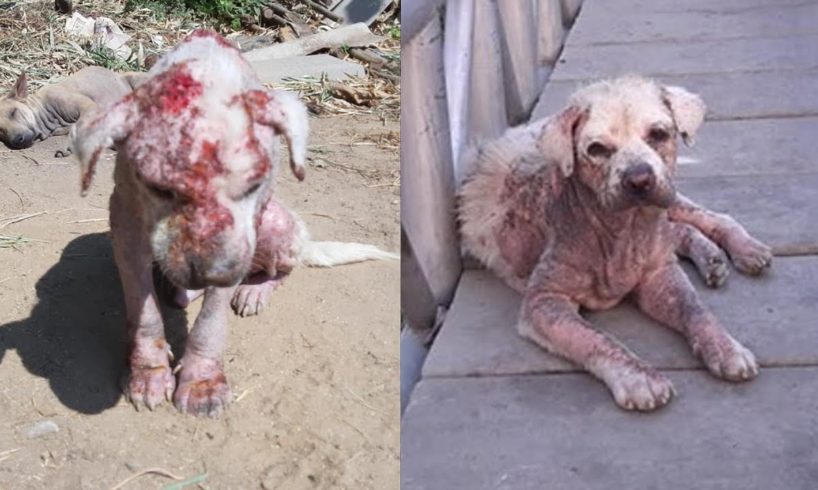 Rescue Poor Homeless Dog Suffered Extreme Pains with Severe Mange, Wounds and Terrible Smell
