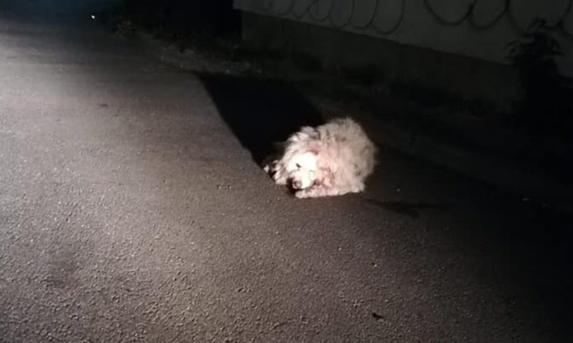 Rescue Poor Homeless Dog was Hit by Car bleeding from the head Suffering in Pains without Help