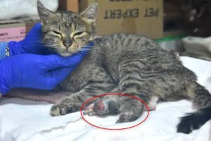 Rescue Poor Kitten who has both back legs snatched - Heartbreaking