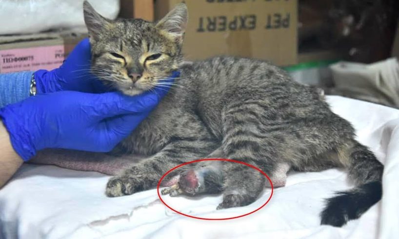 Rescue Poor Kitten who has both back legs snatched - Heartbreaking