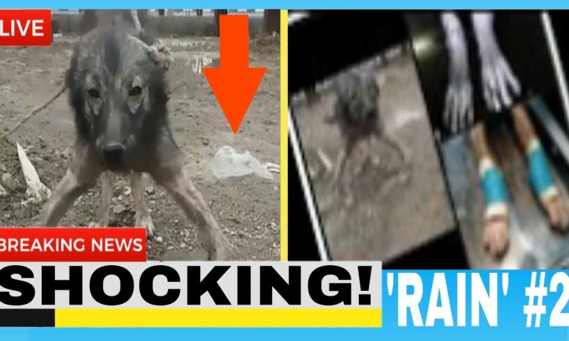 Rescue Poor Pup | Puppy rescued Handicapped & Abandoned And Amazing Transformation - Episode 2???