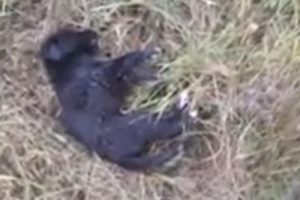 Rescue Poor Puppies was Abandoned on the Field Suffered Severe Pains Covered Thousand Maggots