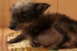 Rescue Poor Puppy Has Big Testicular Tumor & Amazing Transformation