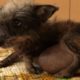 Rescue Poor Puppy Has Big Testicular Tumor & Amazing Transformation