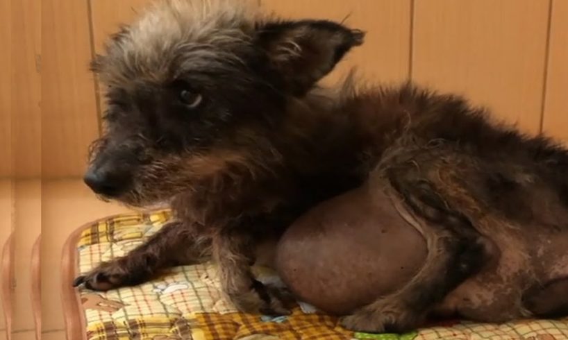 Rescue Poor Puppy Has Big Testicular Tumor & Amazing Transformation